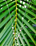 Isabel Faceted Moonstone Necklace